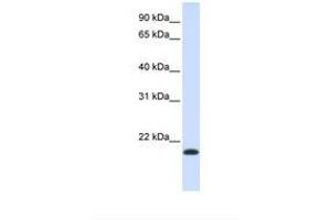 NKAIN1 antibody  (AA 118-167)