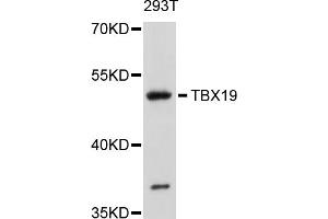 Image no. 2 for anti-T-Box 19 (TBX19) antibody (ABIN4905379)