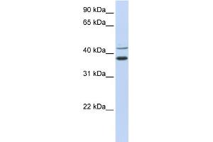 Image no. 1 for anti-Makorin Ring Finger Protein 2 (MKRN2) (N-Term) antibody (ABIN2774709)