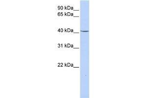 Image no. 1 for anti-Glycerol-3-Phosphate Dehydrogenase 1 (Soluble) (GPD1) (N-Term) antibody (ABIN2775305)