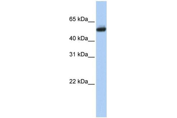 anti-Cytochrome P450, Family 4, Subfamily B, Polypeptide 1 (CYP4B1) (N-Term) antibody