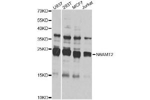 Image no. 2 for anti-N-6 Adenine-Specific DNA Methyltransferase 2 (Putative) (N6AMT2) antibody (ABIN4904479)
