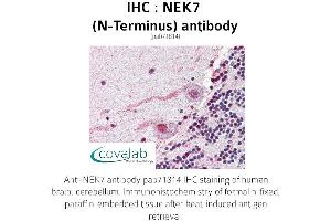 Image no. 1 for anti-NEK7 (NEK7) (N-Term) antibody (ABIN1737254)