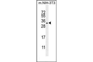 Image no. 1 for anti-R-Ras (AA 98-131), (Middle Region) antibody (ABIN954630)