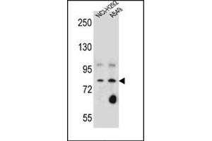 Image no. 2 for anti-Sciellin (SCEL) (AA 247-277), (Middle Region) antibody (ABIN954687)
