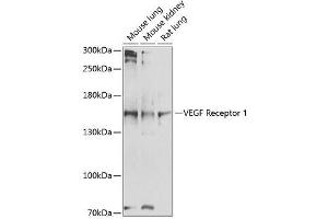 FLT1 Antikörper  (AA 20-300)