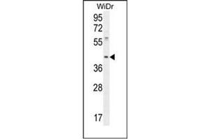 DUS4L antibody  (Middle Region)