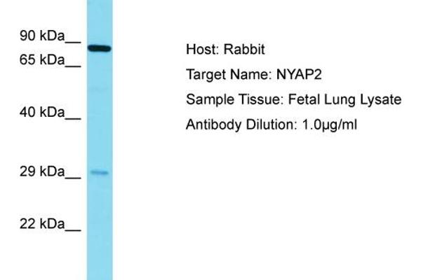 NYAP2 antibody  (N-Term)
