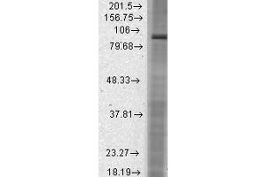 Image no. 2 for anti-Hyperpolarization Activated Cyclic Nucleotide-Gated Potassium Channel 2 (HCN2) (AA 761-863) antibody (Biotin) (ABIN2481386)