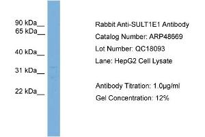 Image no. 2 for anti-Sulfotransferase Family 1E Member 1 (SULT1E1) (Middle Region) antibody (ABIN2783458)