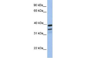 Image no. 1 for anti-FK506 Binding Protein 8, 38kDa (FKBP8) (N-Term) antibody (ABIN634523)