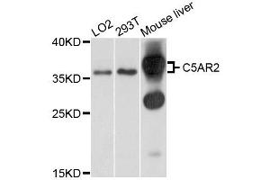 Image no. 1 for anti-G Protein-Coupled Receptor 77 (GPR77) antibody (ABIN4903091)