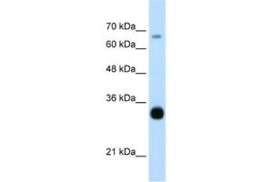 Image no. 1 for anti-THO Complex 3 (THOC3) antibody (ABIN2462316)