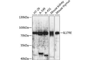 IL17RE Antikörper  (AA 24-260)