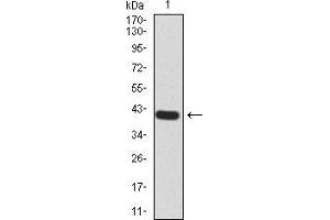 Image no. 2 for anti-Ras-related Protein Ral-A (rala) (AA 71-203) antibody (ABIN5542385)