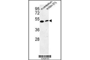 Image no. 1 for anti-phosphatidylserine Decarboxylase (PISD) (Center) antibody (ABIN2492669)