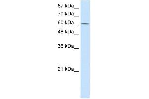 Image no. 3 for anti-Protein Arginine Methyltransferase 5 (PRMT5) (N-Term) antibody (ABIN629605)