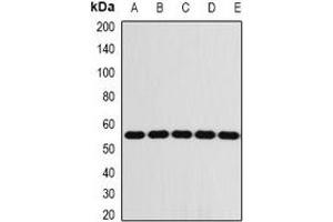 Image no. 2 for anti-FK506 Binding Protein 8, 38kDa (FKBP8) antibody (ABIN3198071)
