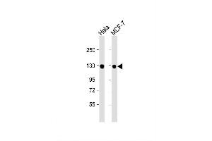 Image no. 4 for anti-G-2 and S-Phase Expressed 1 (GTSE1) (AA 690-717), (C-Term) antibody (ABIN653838)