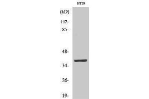 anti-MEF2BNB-MEF2B Readthrough (MEF2BNB-MEF2B) (Internal Region) antibody