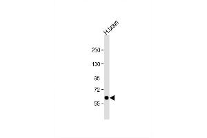 Image no. 2 for anti-Solute Carrier Family 2 (Facilitated Glucose Transporter), Member 13 (SLC2A13) (AA 268-297) antibody (ABIN657600)