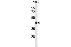 Image no. 2 for anti-Claudin 15 (CLDN15) (AA 135-165), (Middle Region) antibody (ABIN951544)