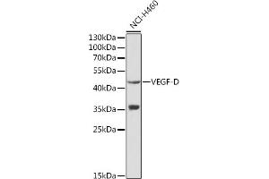 VEGFD anticorps  (AA 20-220)