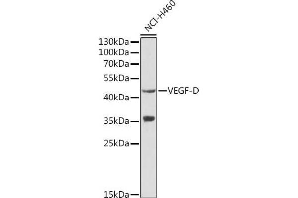 VEGFD antibody  (AA 20-220)