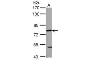 Image no. 2 for anti-Poly(A) Binding Protein, Cytoplasmic 4 (Inducible Form) (PABPC4) (AA 18-229) antibody (ABIN1500006)