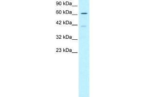 Image no. 1 for anti-SNW Domain Containing 1 (SNW1) (N-Term) antibody (ABIN2779548)