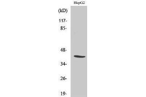Image no. 1 for anti-Nuclear Transcription Factor Y, alpha (NFYA) (C-Term) antibody (ABIN3185872)