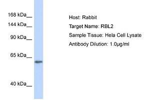 Image no. 1 for anti-Retinoblastoma-Like 2 (p130) (RBL2) (C-Term) antibody (ABIN2777198)