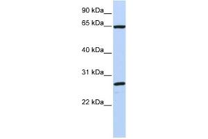 Image no. 1 for anti-DnaJ (Hsp40) Homolog, Subfamily C, Member 1 (DNAJC1) (C-Term) antibody (ABIN2783864)