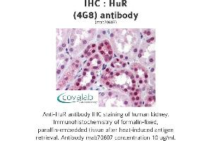 Image no. 3 for anti-ELAV (Embryonic Lethal, Abnormal Vision, Drosophila)-Like 1 (Hu Antigen R) (ELAVL1) (AA 1-101) antibody (ABIN1723464)