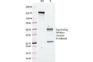 Image no. 6 for anti-Sialophorin (SPN) antibody (ABIN6940634)
