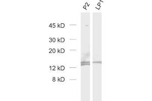 Image no. 1 for anti-Cornichon Homolog 3 (CNIH3) (AA 128-140), (Isoform 1) antibody (ABIN1742511)