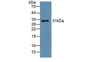 Image no. 3 for anti-Galectin 3 (LGALS3) (AA 2-264) antibody (ABIN1078056)