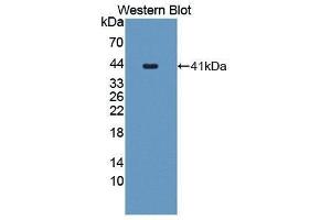 Image no. 1 for anti-CART Prepropeptide (CARTPT) (AA 28-129) antibody (ABIN1867029)