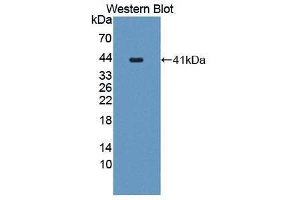 anti-CART Prepropeptide (CARTPT) (AA 28-129) antibody