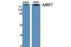 Image no. 2 for anti-ATP-Binding Cassette, Sub-Family C (CFTR/MRP), Member 10 (ABCC10) (Internal Region) antibody (ABIN3185639)