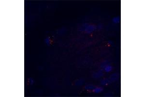 Image no. 4 for anti-Beclin 1, Autophagy Related (BECN1) (AA 400-450) antibody (ABIN349984)