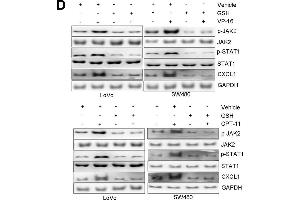 Image no. 5 for anti-Chemokine (C-X-C Motif) Ligand 1 (Melanoma Growth Stimulating Activity, Alpha) (CXCL1) (Center) antibody (ABIN2681858)