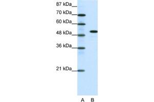 Image no. 1 for anti-Spi-B Transcription Factor (Spi-1/PU.1 Related) (SPIB) antibody (ABIN2460217)