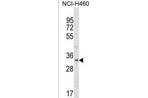 FBLL1 Antibody (Center) (ABIN1538078 and ABIN2849930) western blot analysis in NCI- cell line lysates (35 μg/lane).