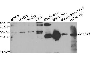 Image no. 1 for anti-Craniofacial Development Protein 1 (CFDP1) antibody (ABIN6570359)