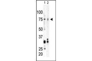 PLK3 antibody  (C-Term)