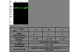 Image no. 1 for anti-Thimet Oligopeptidase 1 (THOP1) (AA 2-687) antibody (ABIN2001401)