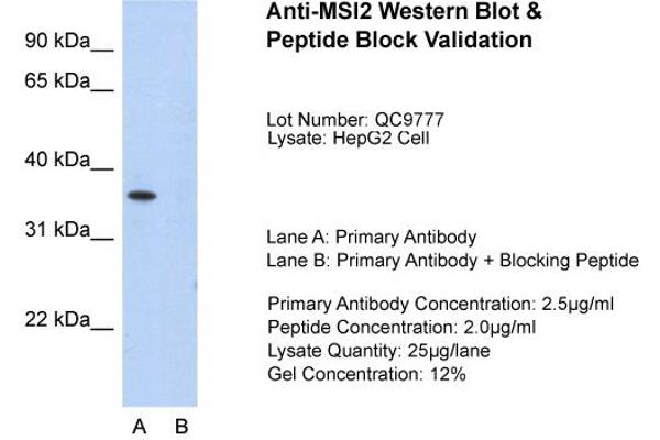 MSI2 antibody  (N-Term)