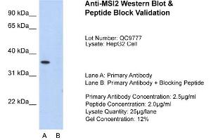 Image no. 6 for anti-Musashi Homolog 2 (MSI2) (N-Term) antibody (ABIN2776629)