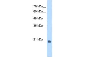 Image no. 1 for anti-Methyltransferase Like 7A (METTL7A) antibody (ABIN2462577)